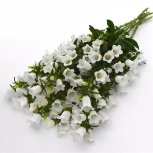 campanula_campana_white_2.jpg